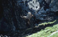 <center>Le cliché manque un peu de netteté mais j'ai été surpris ;<br> je ne pouvais imaginer ce jeune bouquetin sautant de si haut ! bouquetin saut dans le vide grand paradis 